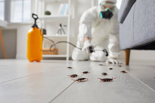 Commercial Kitchen Cockroach Control in Pagedale